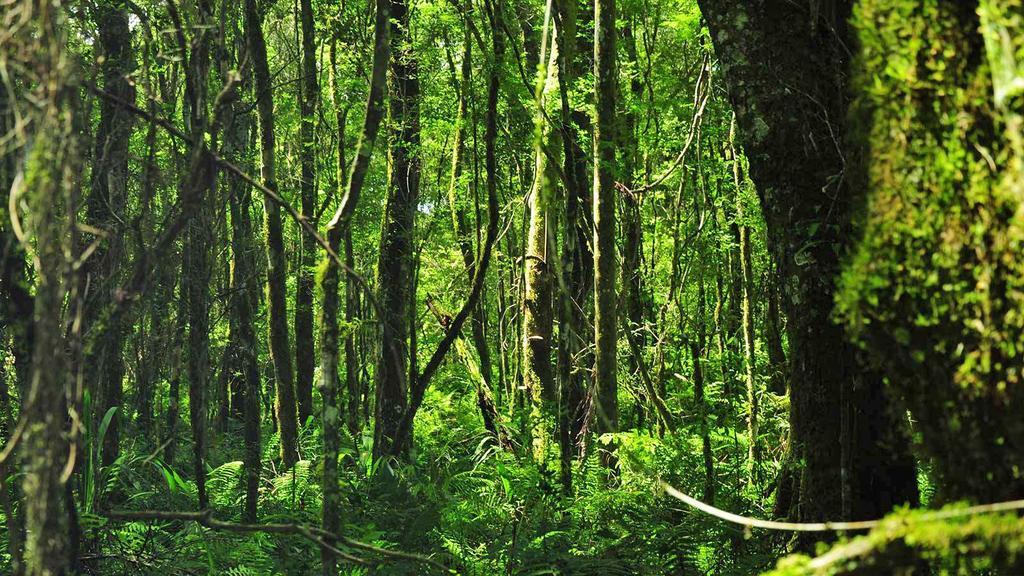 Posada Del Chaman Iguazu بويرتو إجوازو المظهر الخارجي الصورة