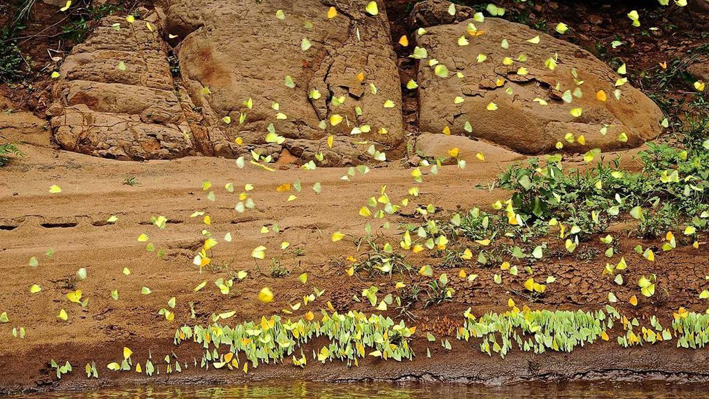 Posada Del Chaman Iguazu بويرتو إجوازو المظهر الخارجي الصورة