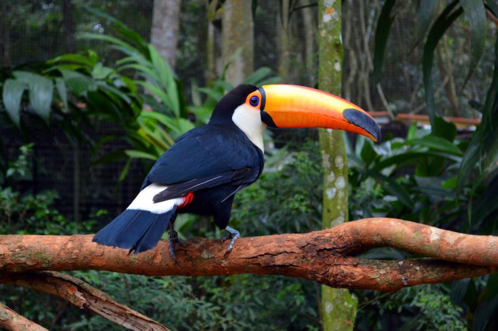 Posada Del Chaman Iguazu بويرتو إجوازو المظهر الخارجي الصورة